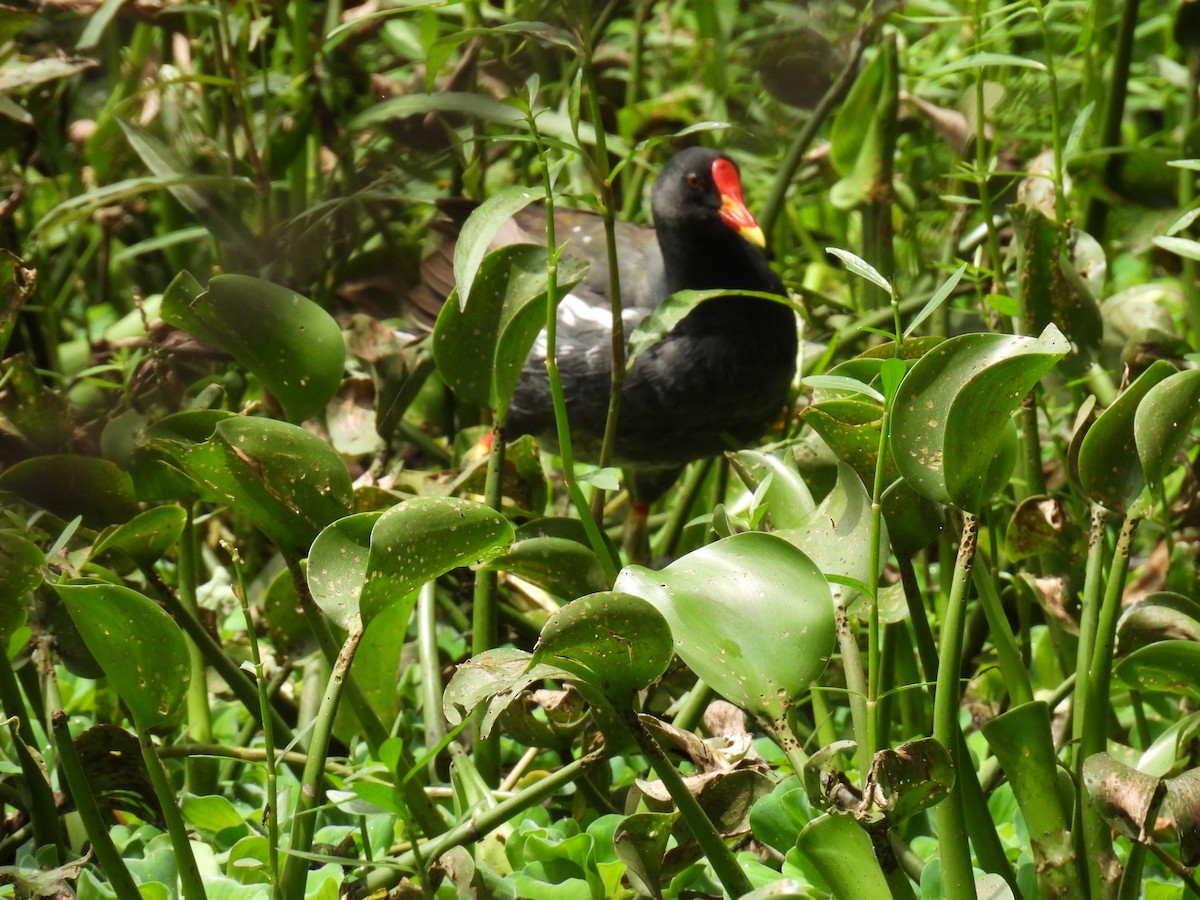 Eurasian Moorhen - ML641608128