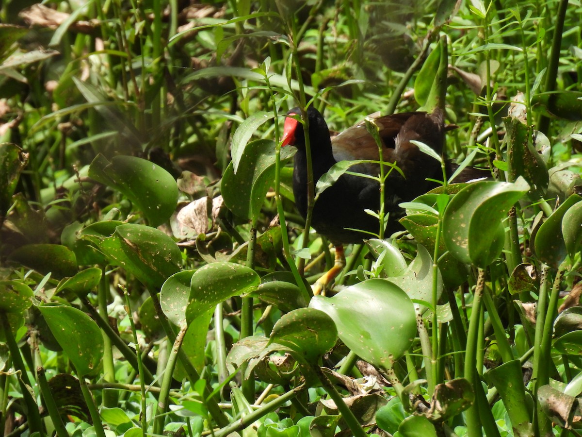 Eurasian Moorhen - ML641608129