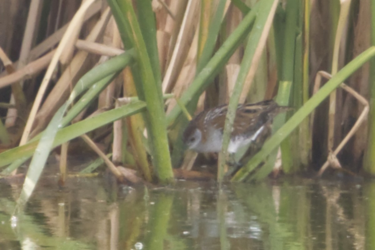 Baillon's Crake (Australasian) - ML641608130