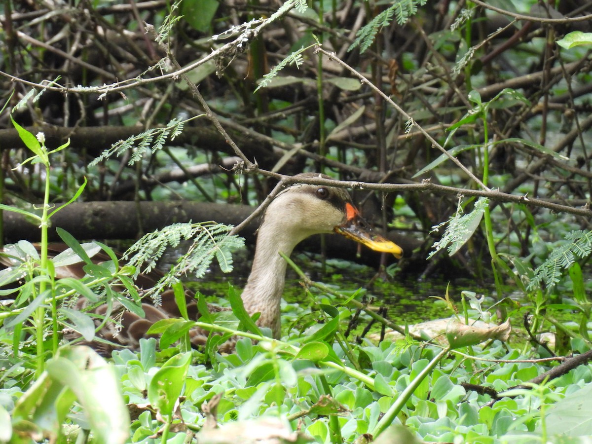 Indian Spot-billed Duck - ML641608142