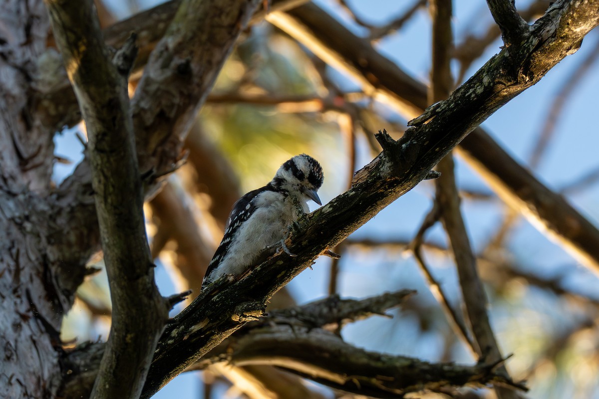 Hairy Woodpecker - ML641608146