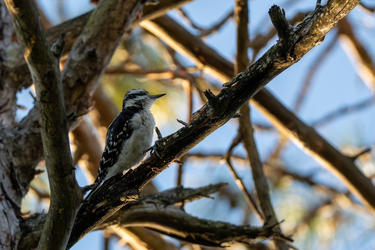 Hairy Woodpecker - ML641608147