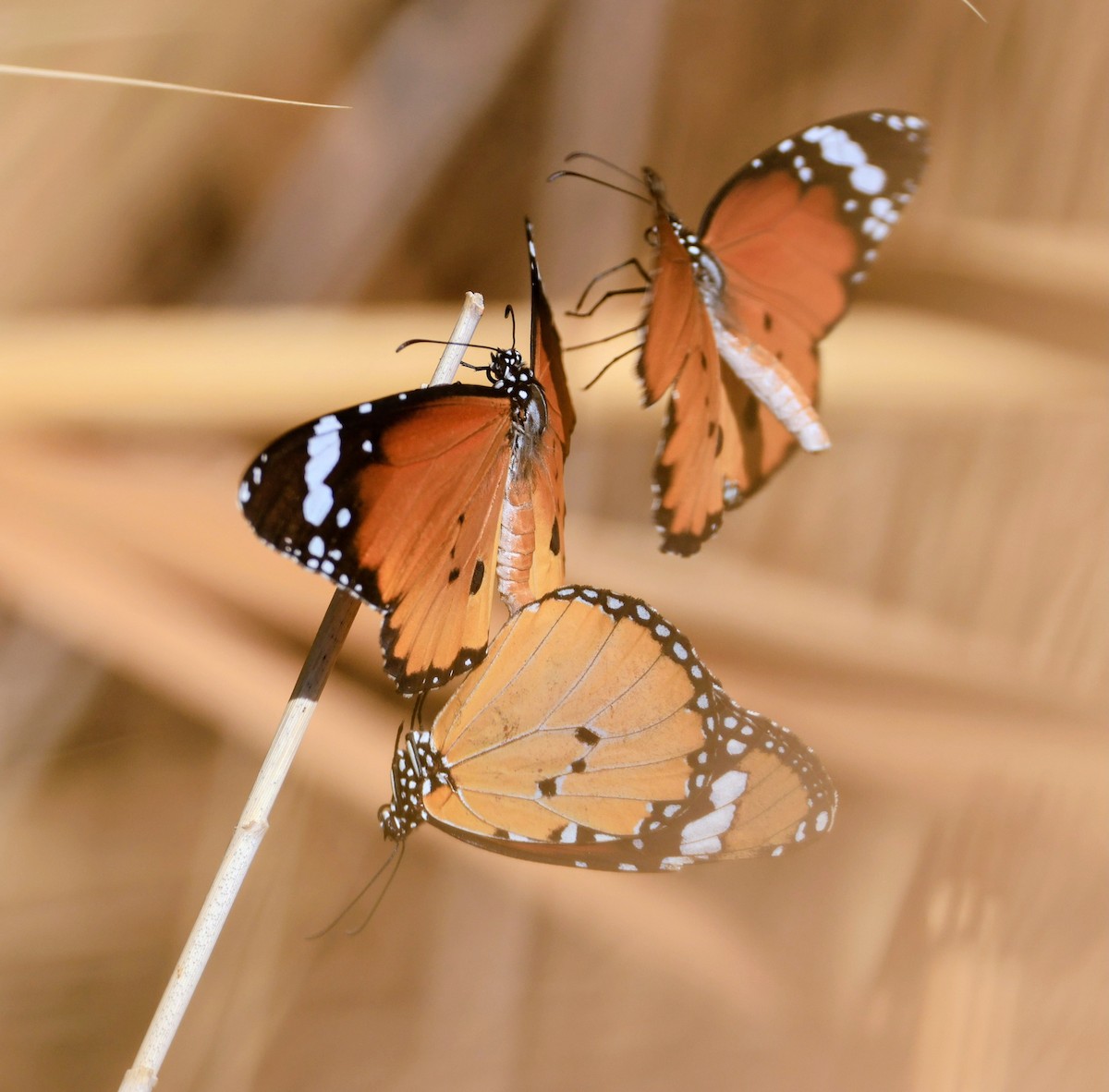Plain Tiger Butterfly - ML641608164