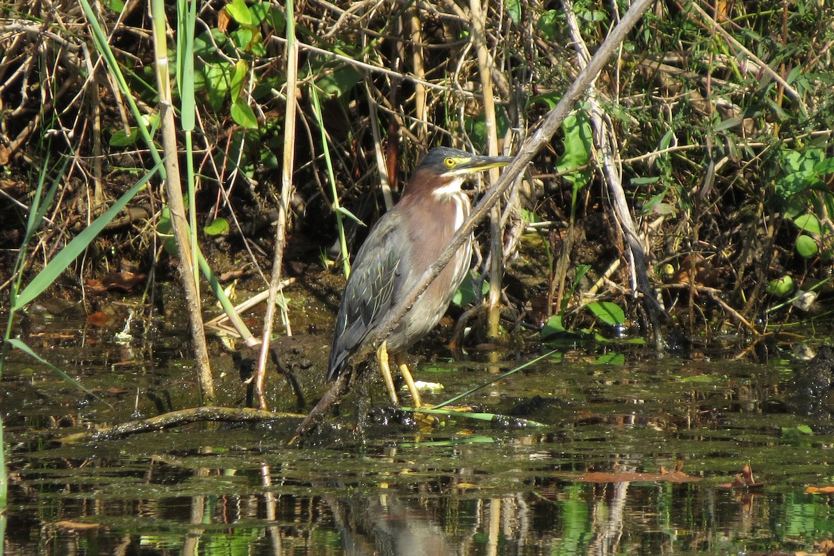 Green Heron - ML641608166