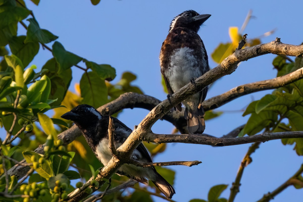 White-eared Barbet (White-eared) - ML641608176