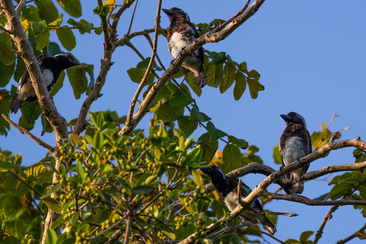 White-eared Barbet (White-eared) - ML641608177