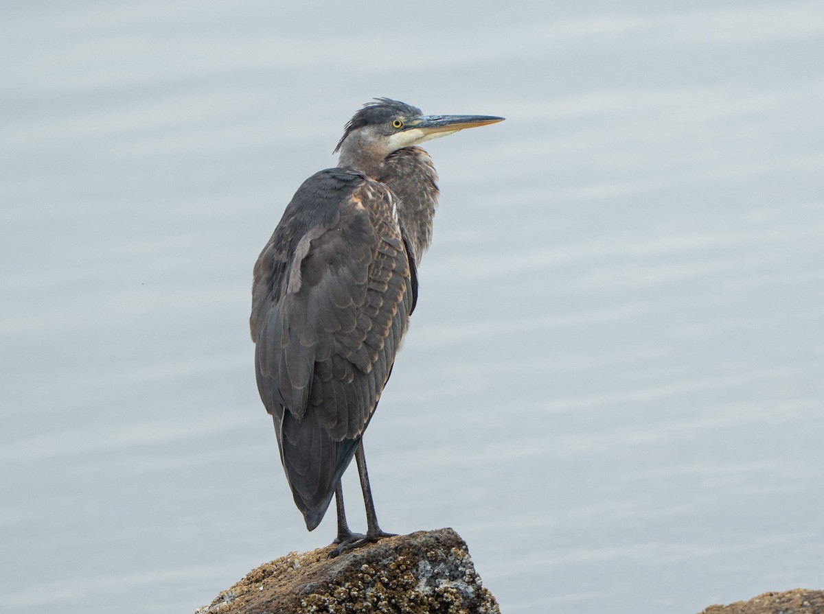 Great Blue Heron - ML641608200