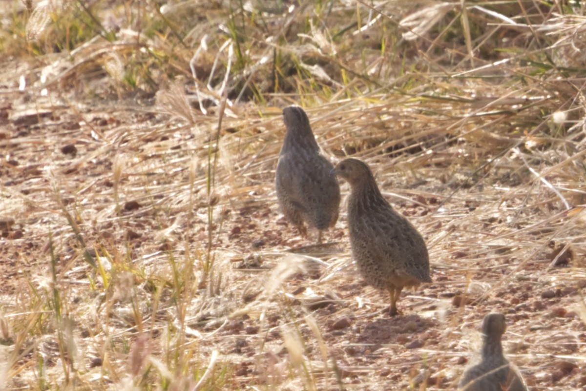 Brown Quail - ML641608201
