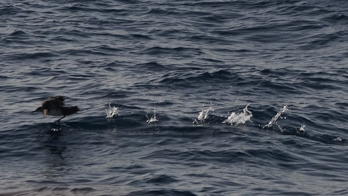 Balearic Shearwater - ML641608226