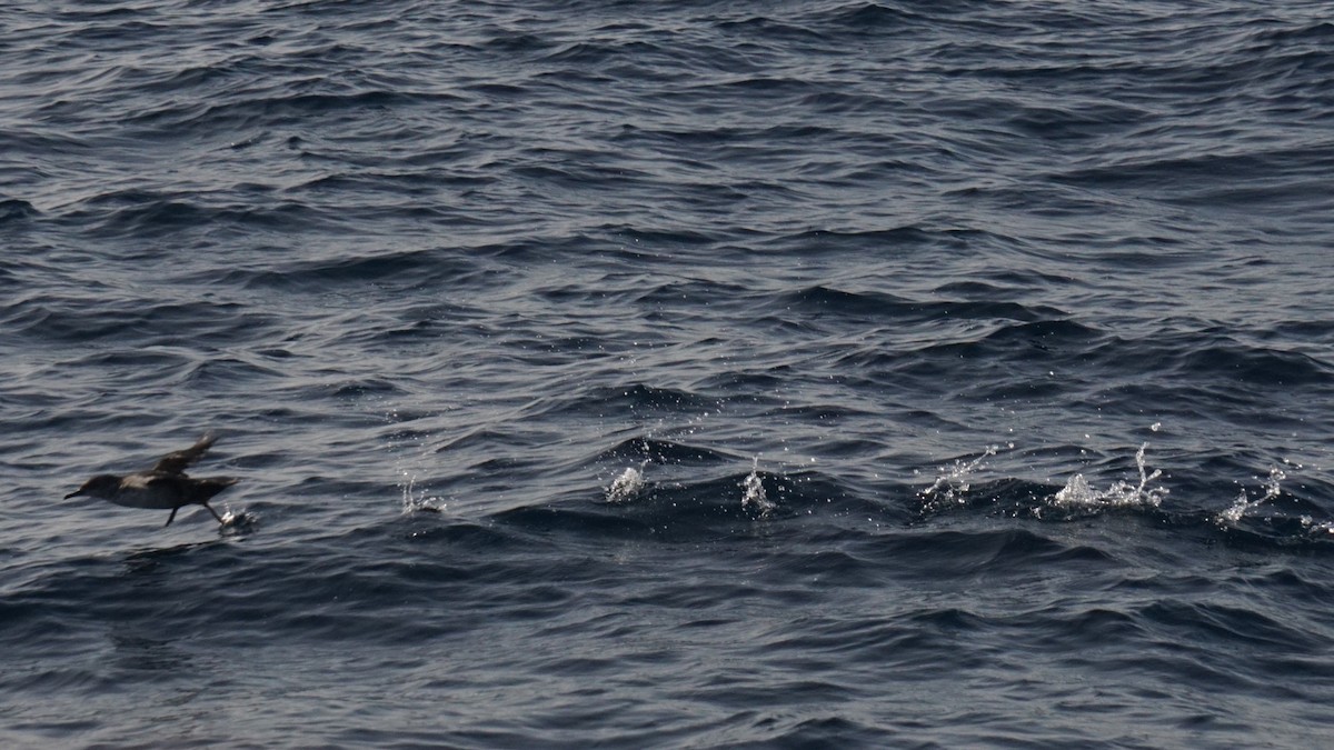 Balearic Shearwater - ML641608227