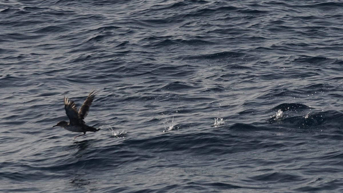 Balearic Shearwater - ML641608230