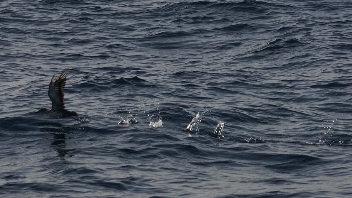Balearic Shearwater - ML641608232