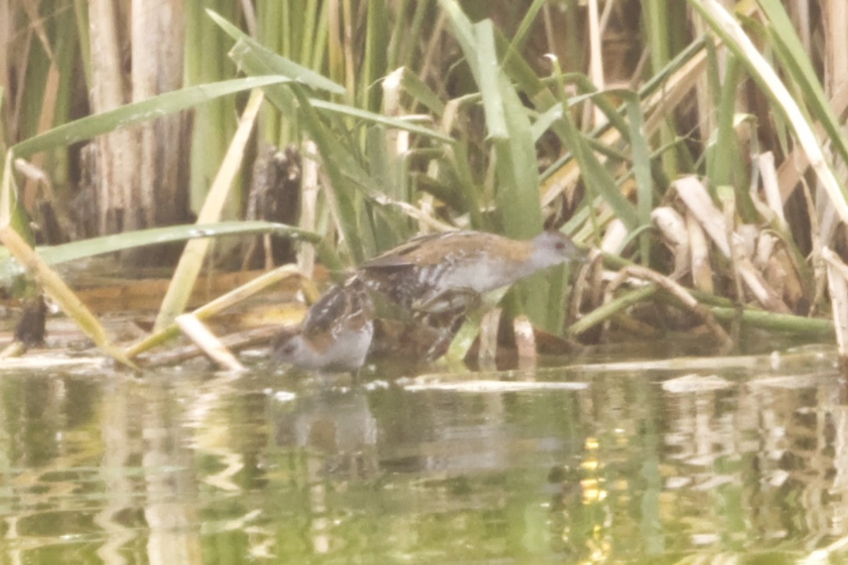 Baillon's Crake (Australasian) - ML641608266