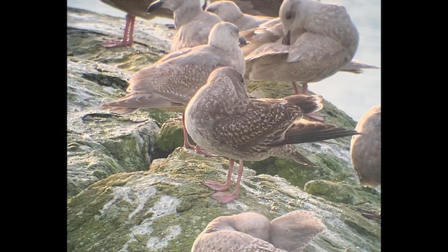 Western Gull - ML641608313