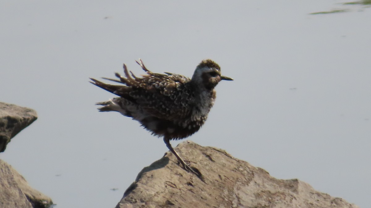 American Golden-Plover - ML641608314