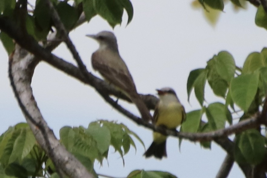 Tropical Kingbird - ML641608333