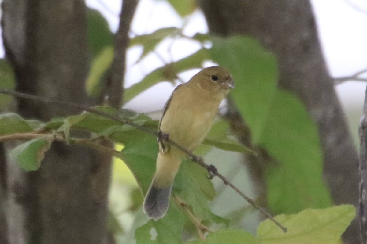 Morelet's Seedeater - ML641608339