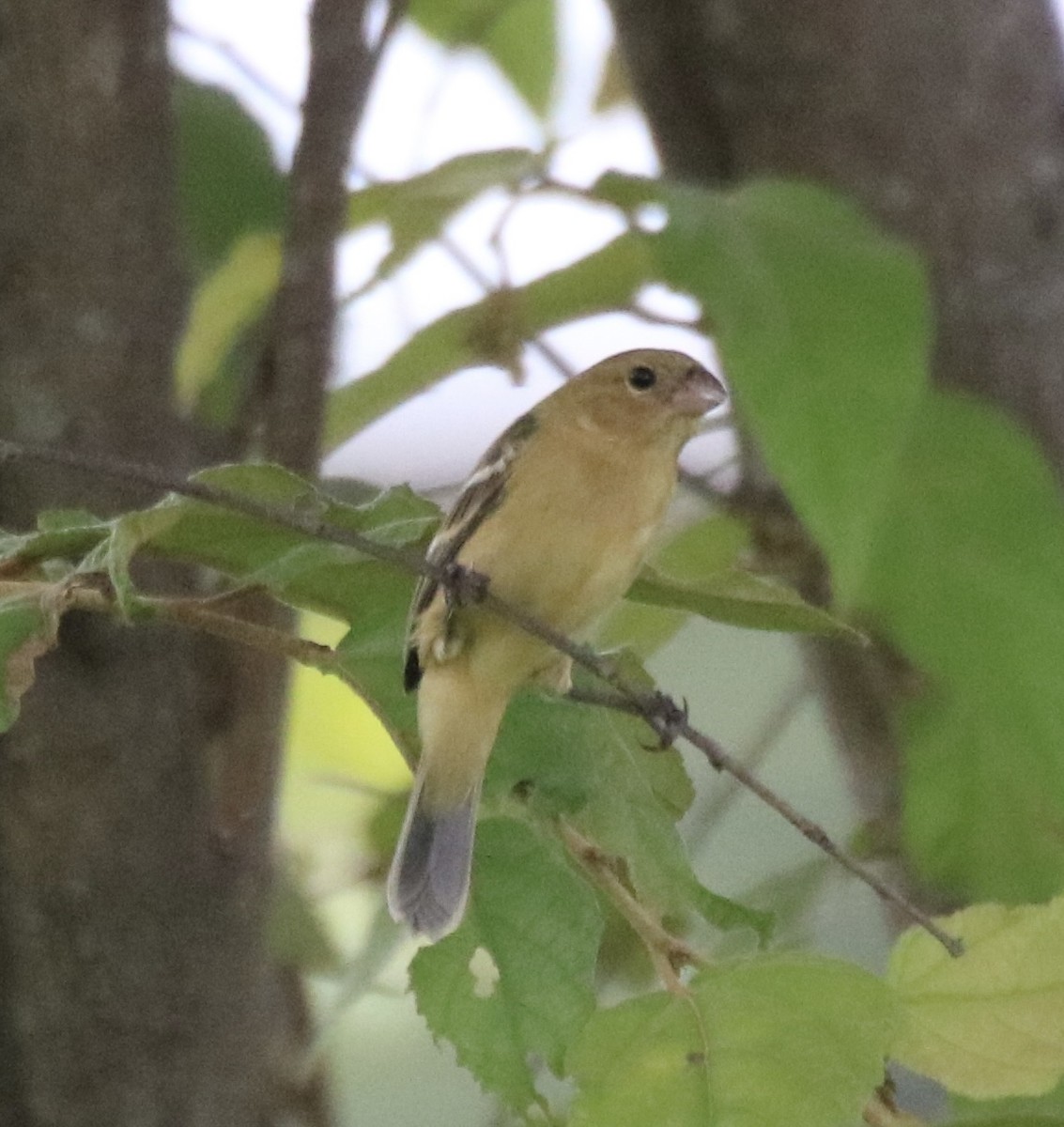 Morelet's Seedeater - ML641608340