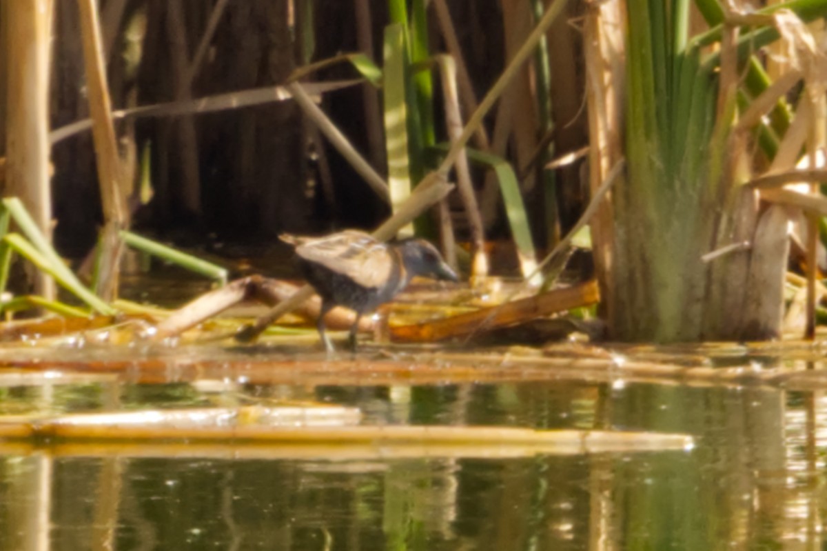 Baillon's Crake (Australasian) - ML641608370