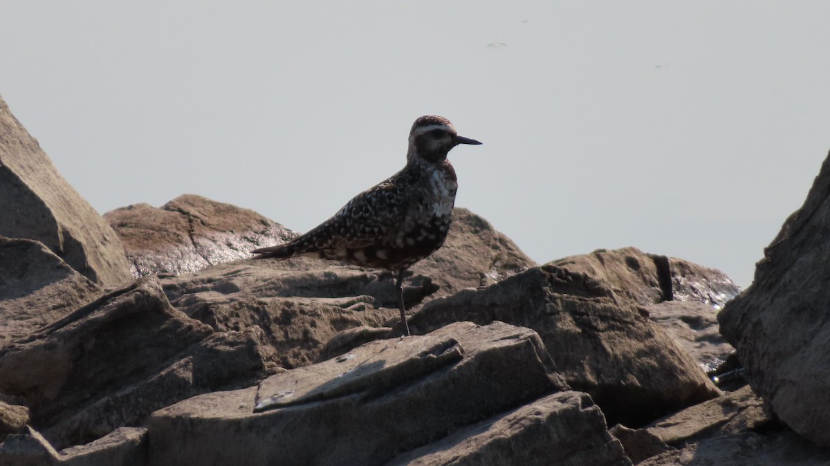 American Golden-Plover - ML641608386