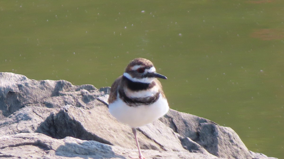 Killdeer - ML641608397