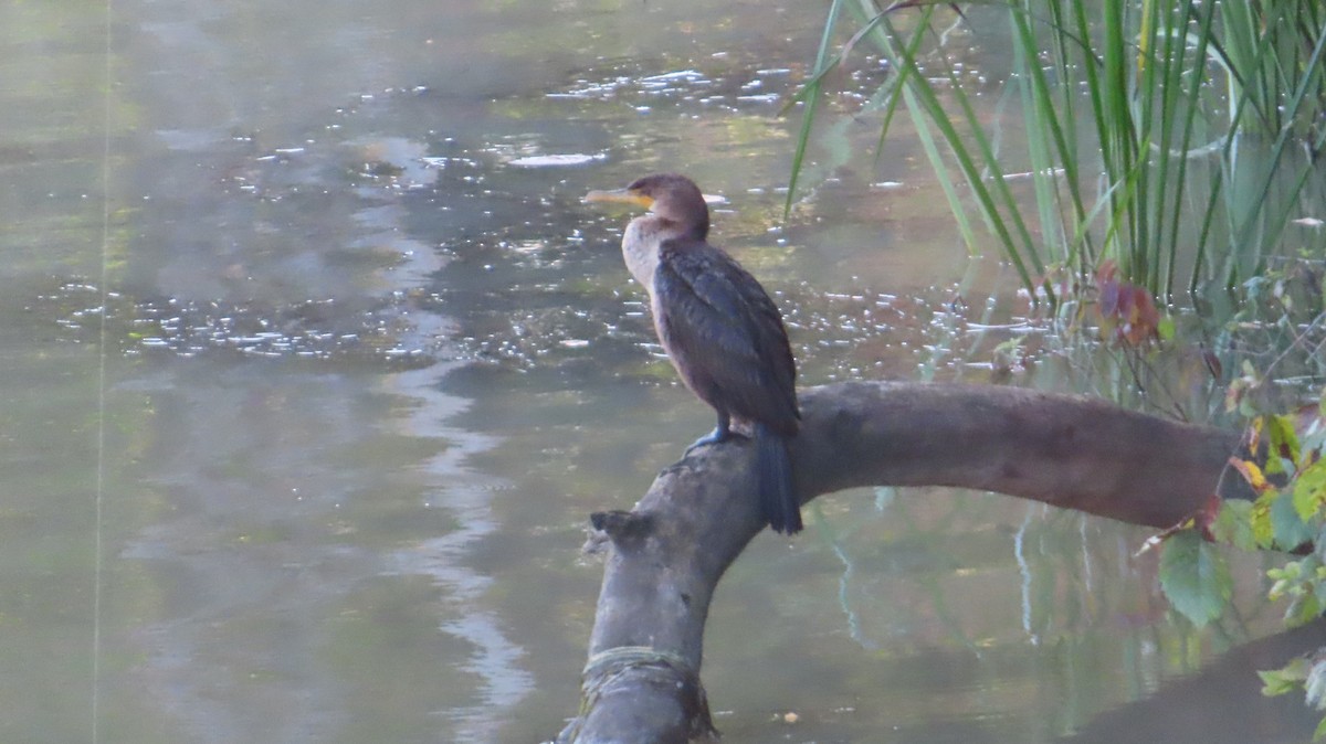 Double-crested Cormorant - ML641608410