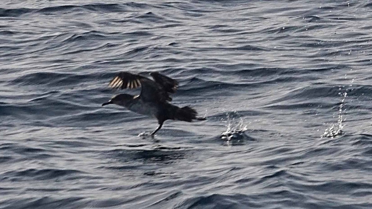 Balearic Shearwater - ML641608434