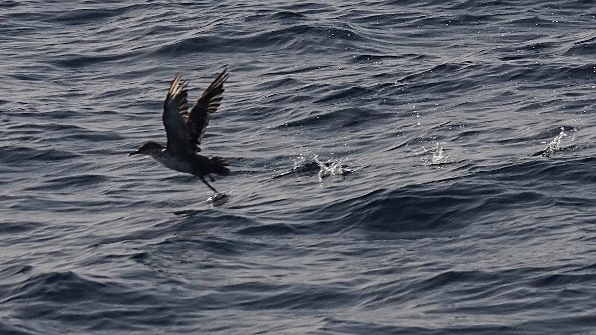 Balearic Shearwater - ML641608435