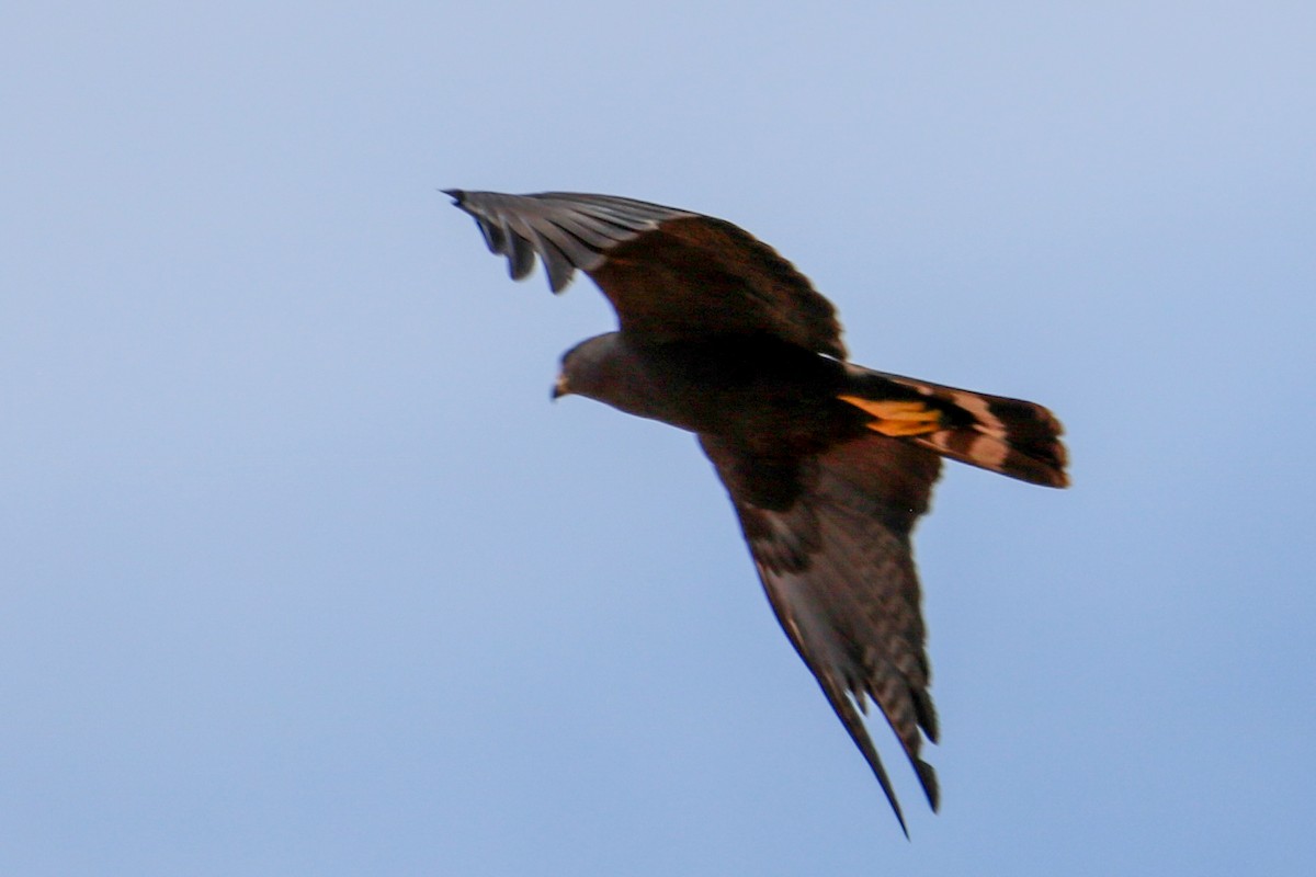 Common Black Hawk - ML641608455