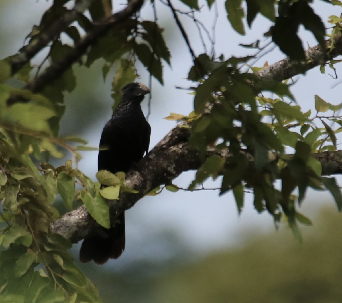 Groove-billed Ani - ML641608583