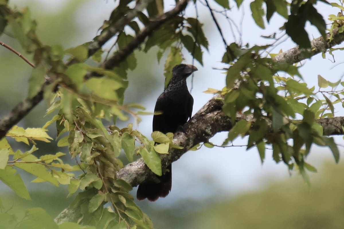 Groove-billed Ani - ML641608584