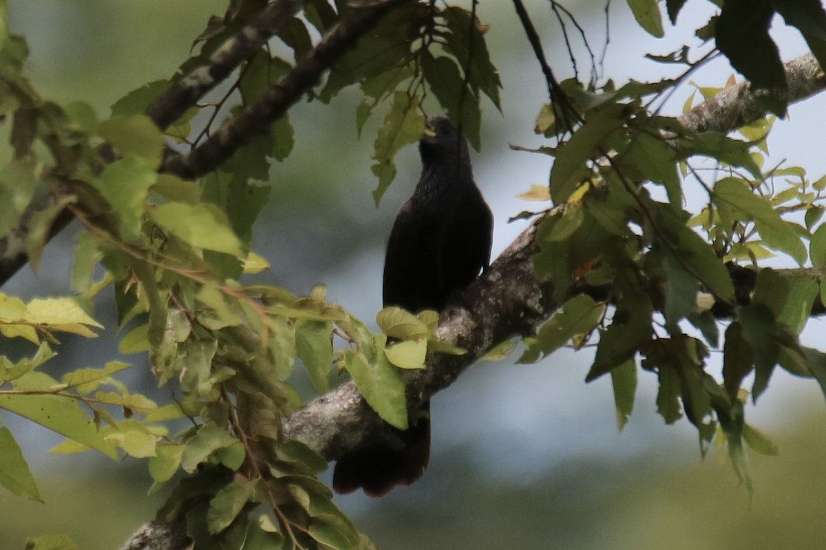 Groove-billed Ani - ML641608585