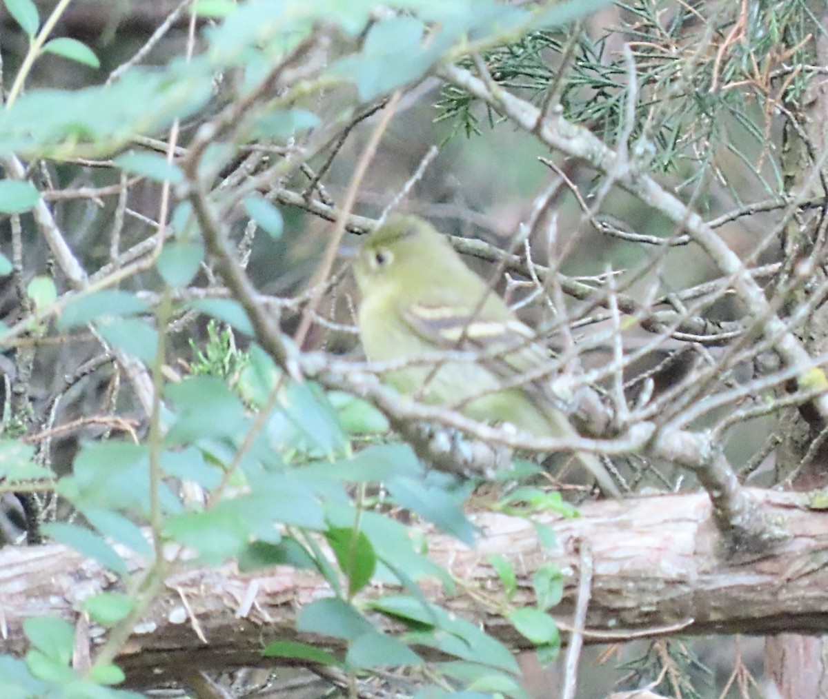 Yellow-bellied Flycatcher - ML641608619