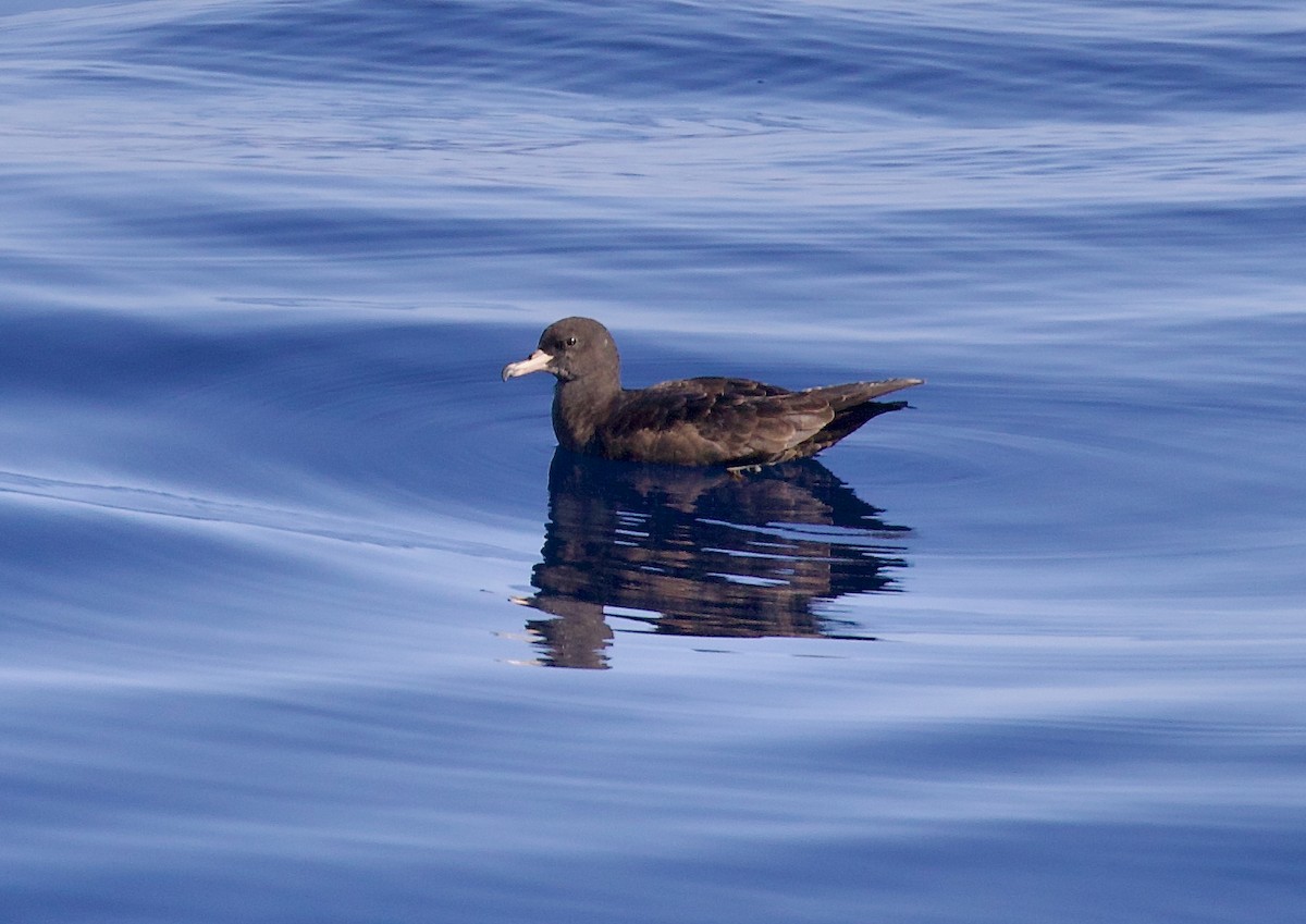 Flesh-footed Shearwater - ML641608631