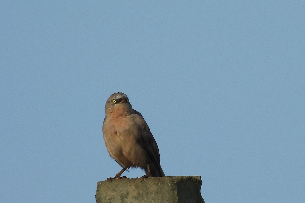 Large Gray Babbler - ML641608657