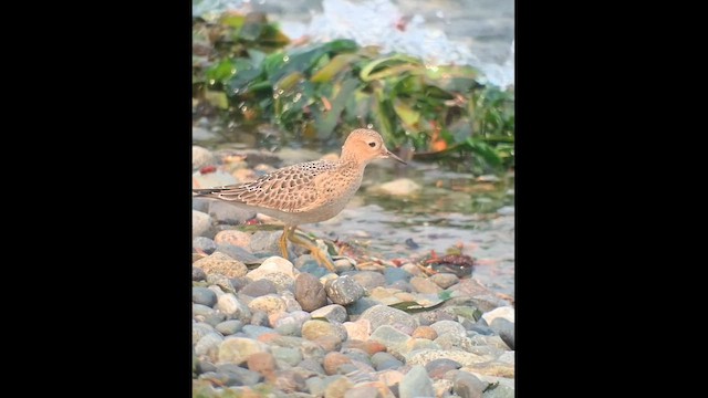 Buff-breasted Sandpiper - ML641608692