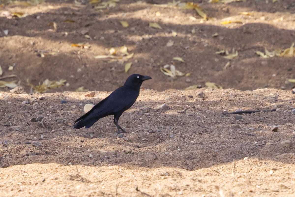 Torresian Crow - ML641608708