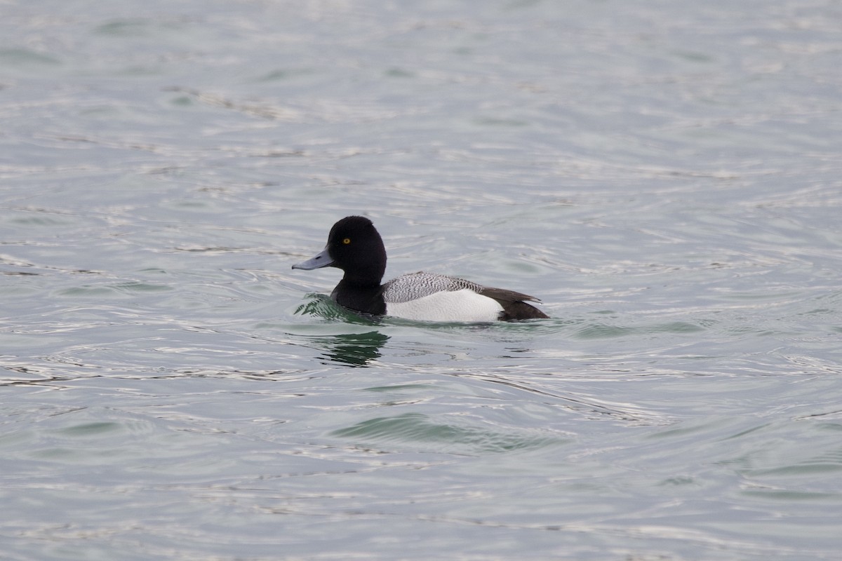 Lesser Scaup - ML641608759