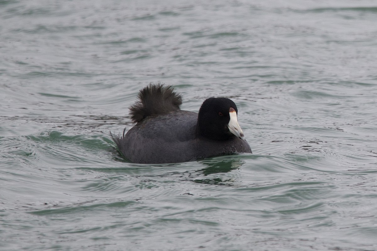 American Coot - ML641608765