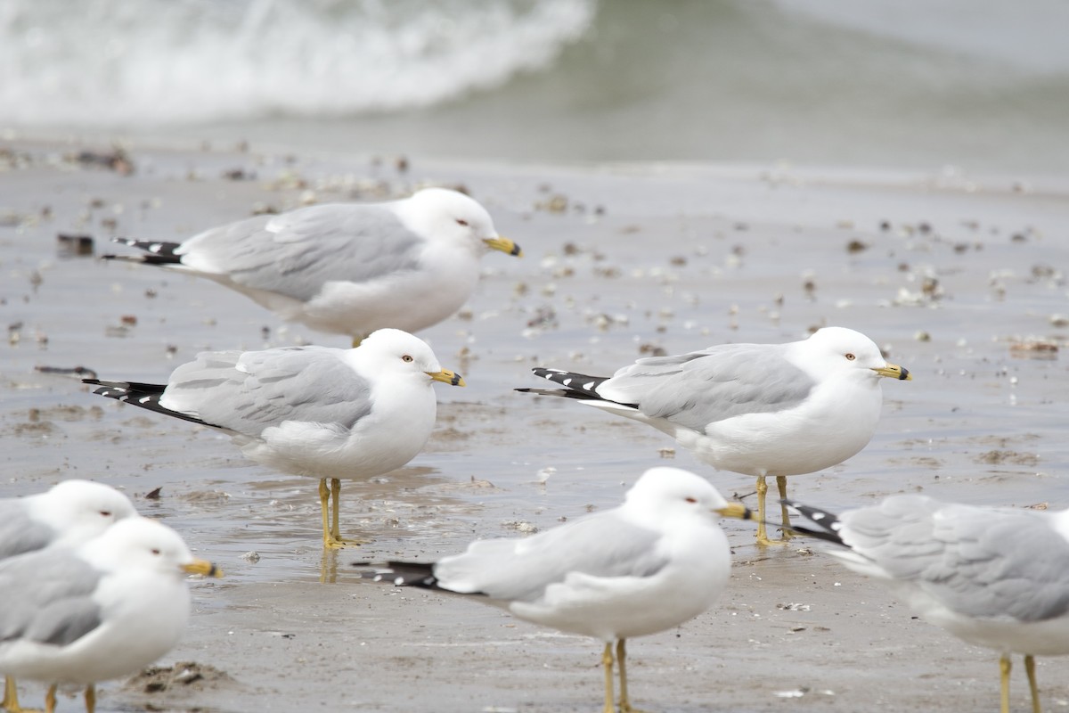 Ring-billed Gull - ML641608768