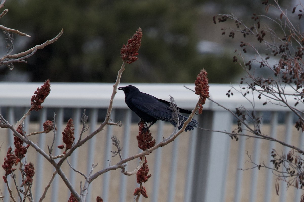 Fish Crow - ML641608769