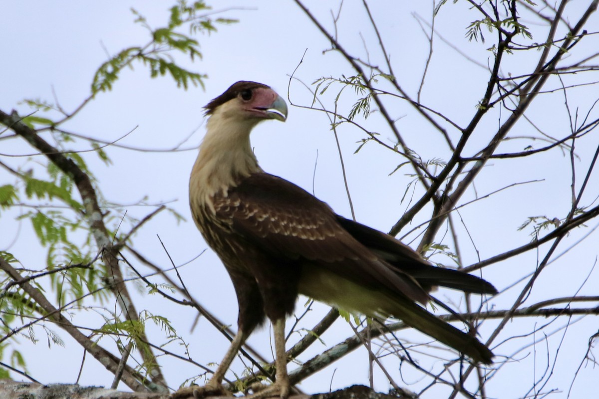 Crested Caracara (Northern) - ML641608790