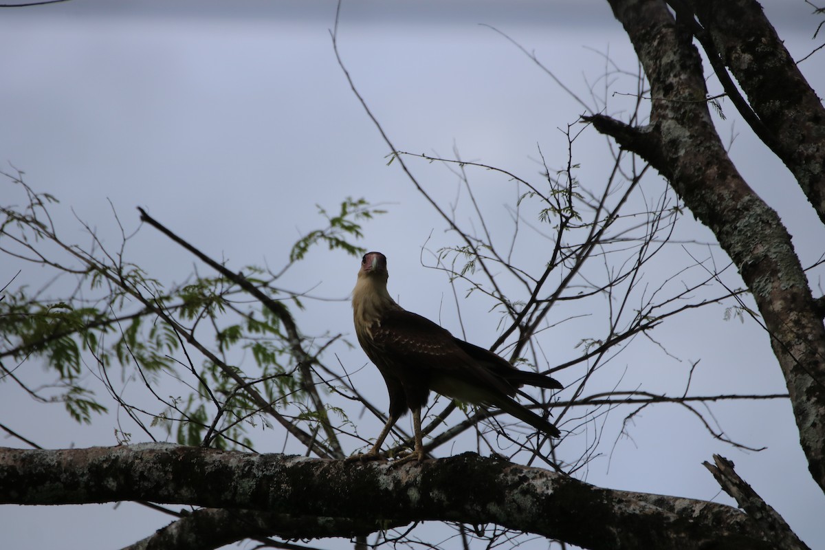 Crested Caracara (Northern) - ML641608791
