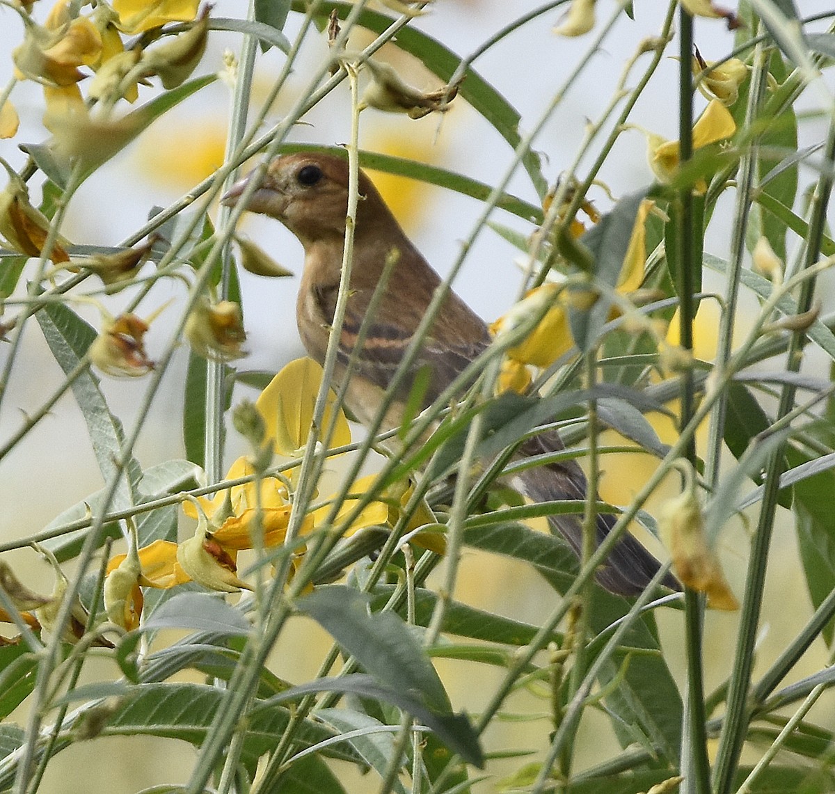 Blue Grosbeak - ML641608807