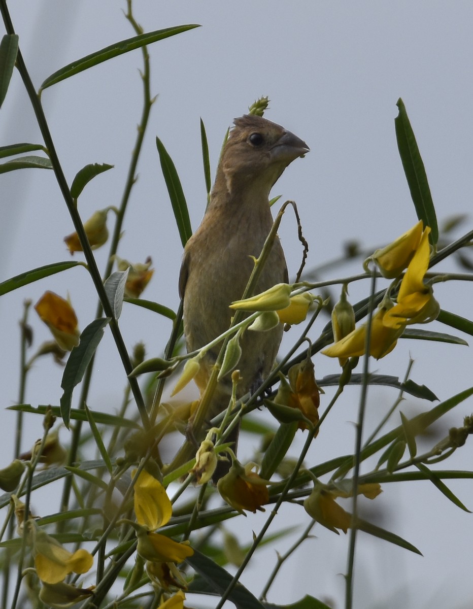 Blue Grosbeak - ML641608814