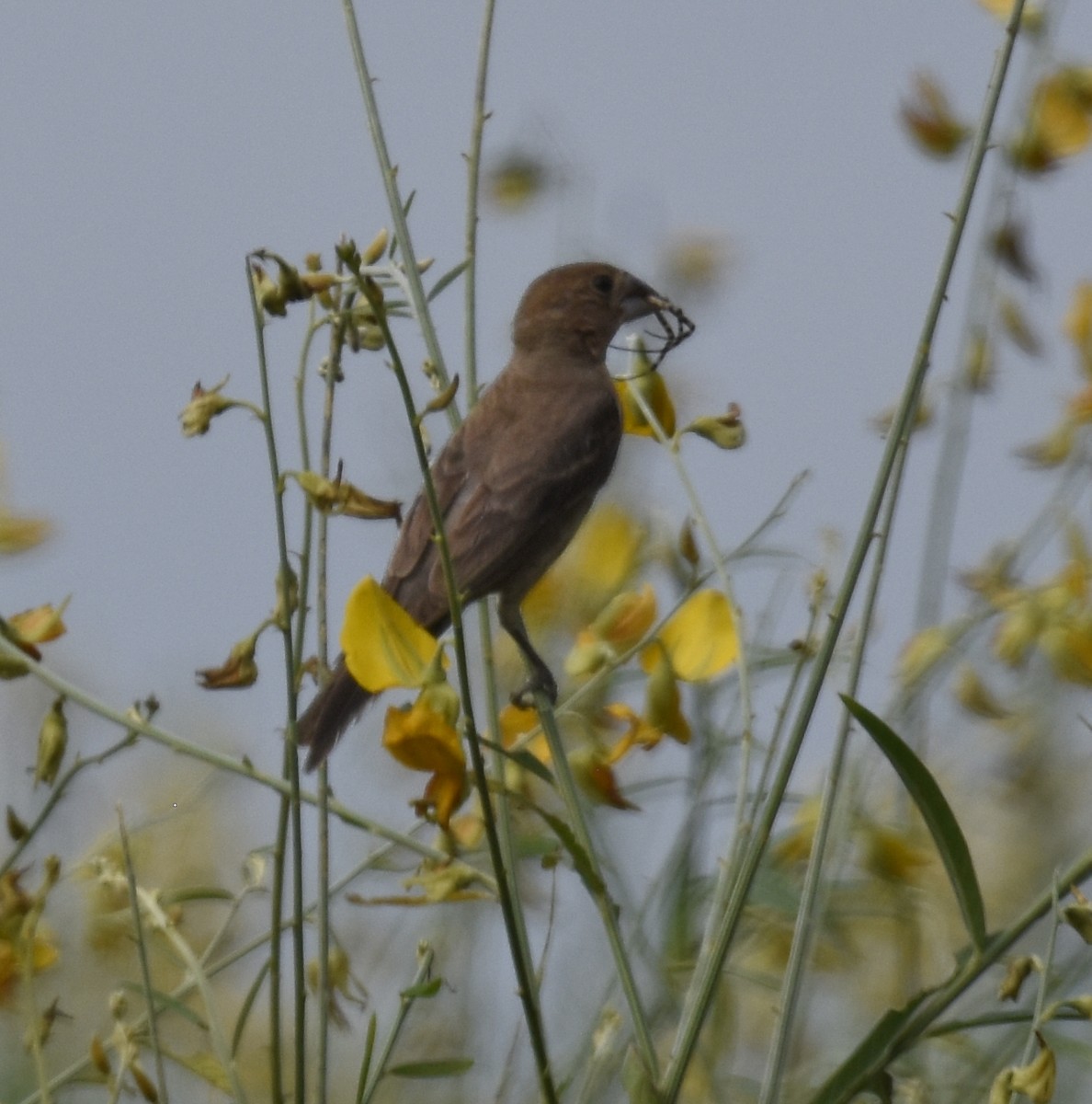 Blue Grosbeak - ML641608826