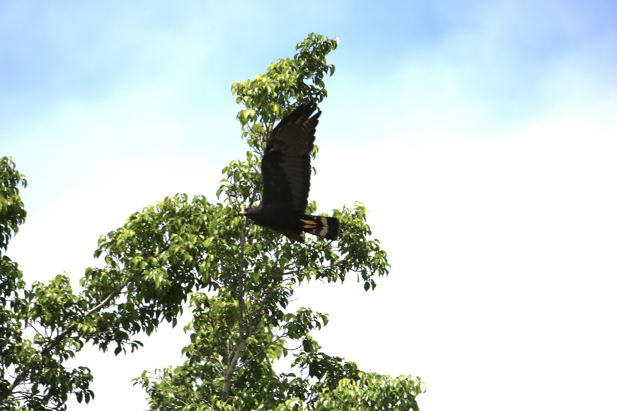 Common Black Hawk - ML641608828