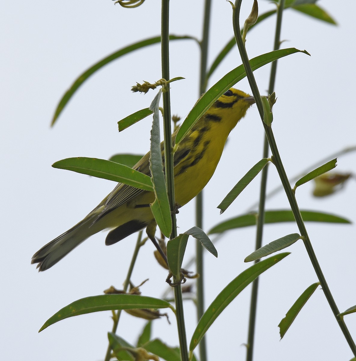 Prairie Warbler - ML641608844