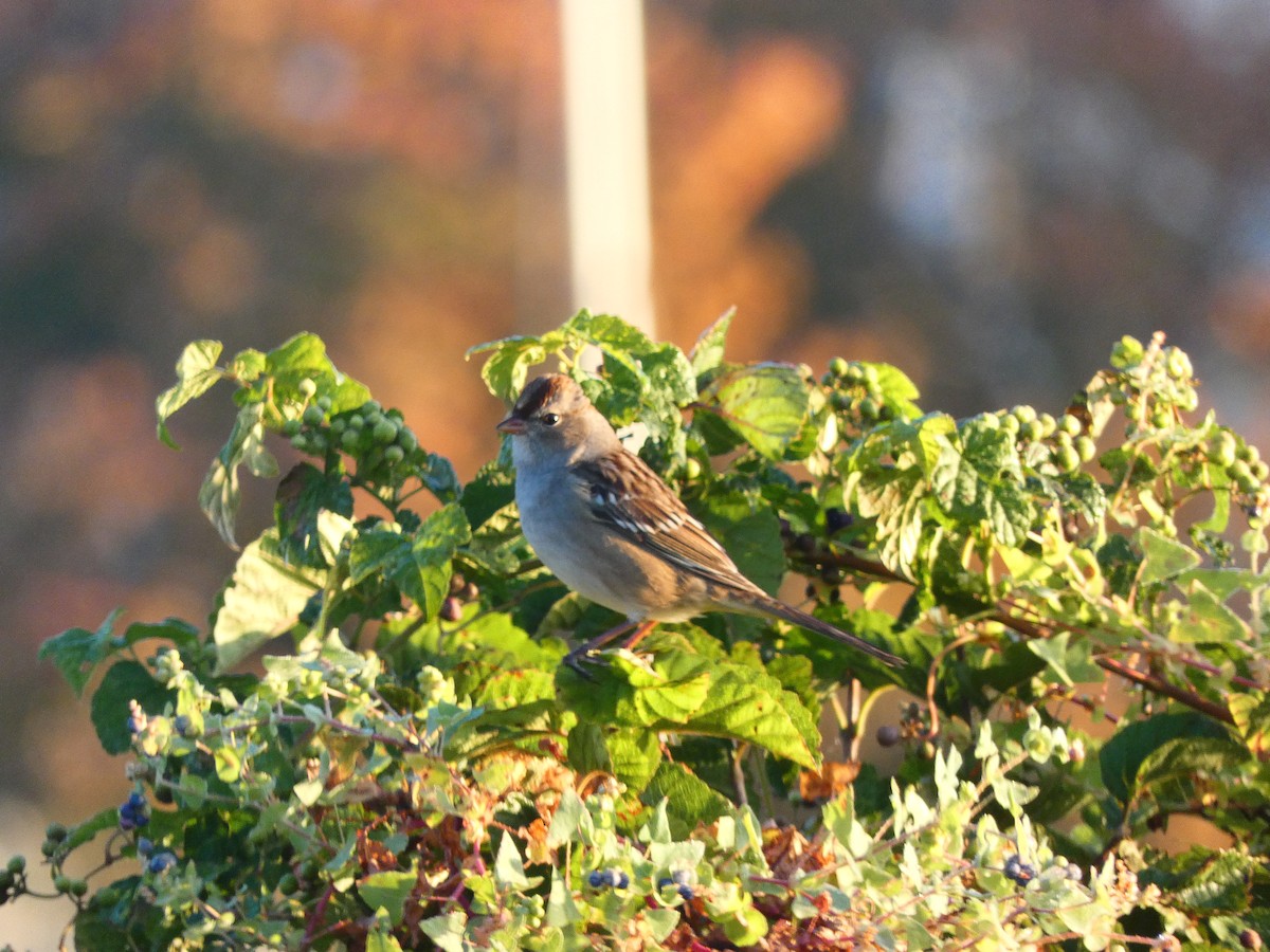 White-crowned Sparrow - ML641608882