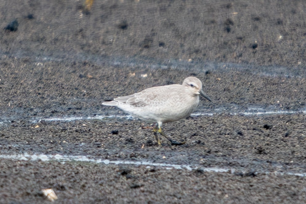 Red Knot - ML641608927